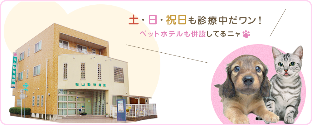 名古屋市昭和区にある土日 祝日も診療可能な 桜山動物病院